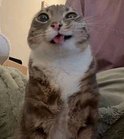 картинка двасярики от Квест Батл картинка двасярики от Квест Батл